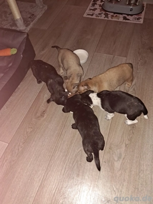 Frenchpinscher Welpen 