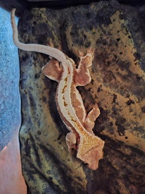 Kronengecko Lilly white, 1 Männchen 3 Weibchen 