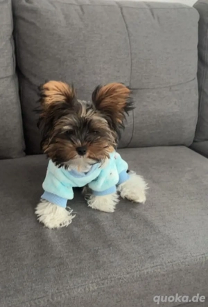Biewer Yorkshire Welpe, 7 Monate, geimpft & gechippt