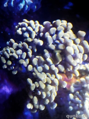 euphyllia baliensis golden Nugget Meerwasser koralle 