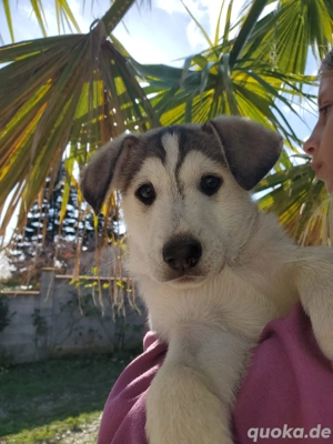 2     Mischlingswelpen Rüden