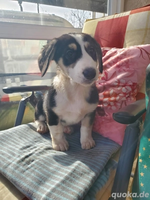 1    Mischlingswelpe Rüde (Shorty)