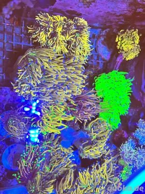 Alles muss raus!!!! ***Ephylia glabrescens, Eupylia paraancora Bild 6