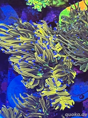 Alles muss raus!!!! ***Ephylia glabrescens, Eupylia paraancora Bild 4