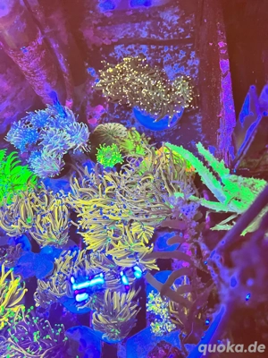 Alles muss raus!!!! ***Ephylia glabrescens, Eupylia paraancora Bild 5