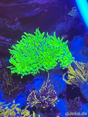 Alles muss raus!!!! ***Ephylia glabrescens, Eupylia paraancora Bild 3