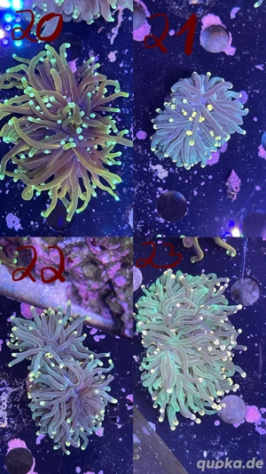 Meerwasser Korallen Euphyllien UPDATE!! 