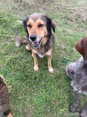 Leica  , große Mischlingshündin 