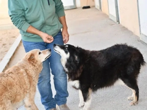 Teddy sucht ihr Zuhause (noch auf Sardinien) Bild 3