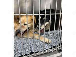 Teddy sucht ihr Zuhause (noch auf Sardinien) Bild 6