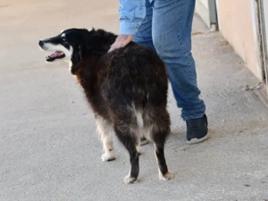 Teddy sucht ihr Zuhause (noch auf Sardinien) Bild 4