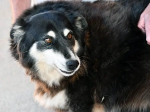 Teddy sucht ihr Zuhause (noch auf Sardinien) Bild 2