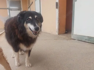 Teddy sucht ihr Zuhause (noch auf Sardinien) Bild 5