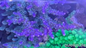 Meerwasser Korallen Acropora Ableger