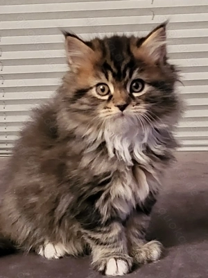 super süße Maine coon - Britisch langhaar Kitten zu verkaufen