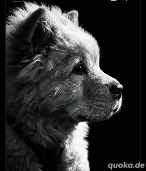 chow chow 6 Monate 