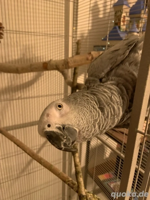 Graupapageien-Pärchen Bibi & Bodo   liebevolles Zuhause gesucht