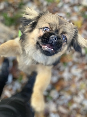  Zauberhafter Pekinese  Hatschi  sucht sein Für-Immer-Zuhause 