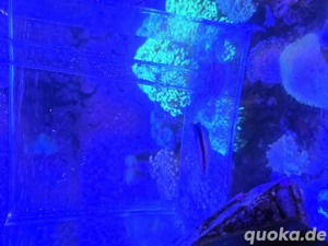 putzerlippfisch zu verschenken 