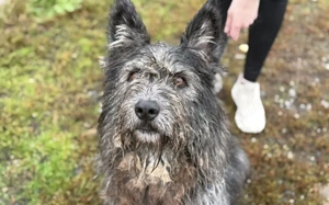 Strubbel-Hündin Rania Bild 2