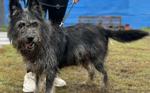 Strubbel-Hündin Rania Bild 5