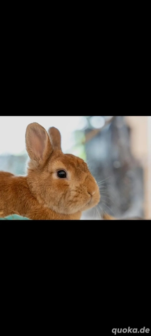 zahme Kaninchen 