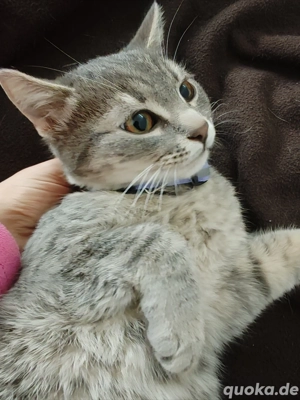 5 süße Katzen suchen eine neue zuhause 