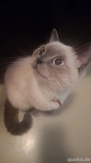    Aktiver & verschmuster Deckkater auf Besuchstour   