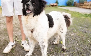 Die wunderschöne Kelly sucht tierliebe Menschen!