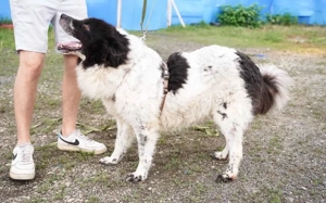 Die wunderschöne Kelly sucht tierliebe Menschen! Bild 2