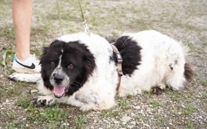 Die wunderschöne Kelly sucht tierliebe Menschen! Bild 3