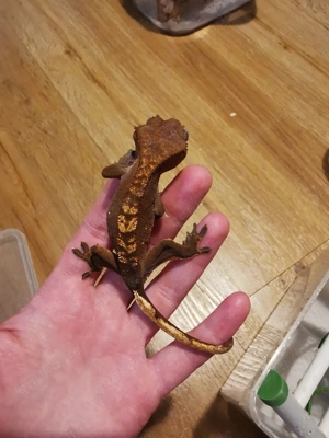 Kronengecko Correlophus ciliatus