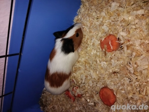 meerschweinchen weibchen 