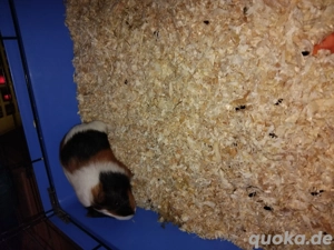 meerschweinchen bock 