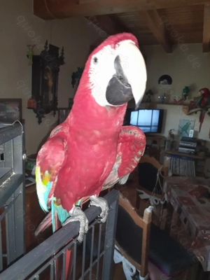 Suche ! Dunkelroten Ara wbl.