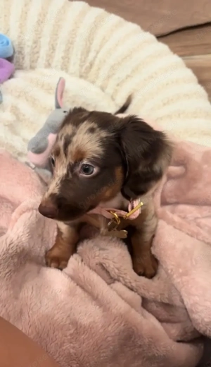 Dackelwelpen suchen ein liebevolles Zuhause!