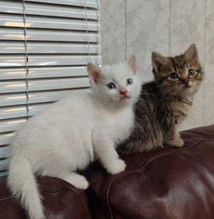 Süße BKH-Perser Kitten abzugeben 