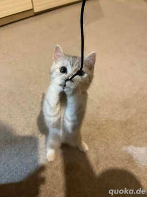 Britisch Kurzhaar Kater, 12 Wochen + Komplett-Ausstattung abzugeben