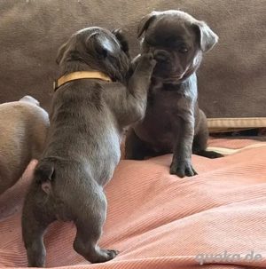 Wunderschöne französische Bulldoggenwelpen