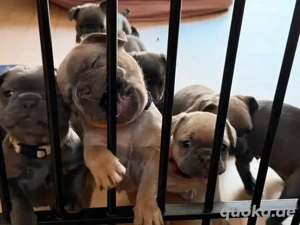 Wunderschöne französische Bulldoggenwelpen