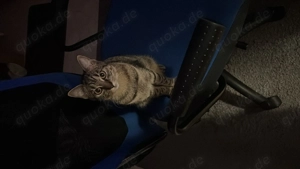 Getigertes Kitten Weibchen 