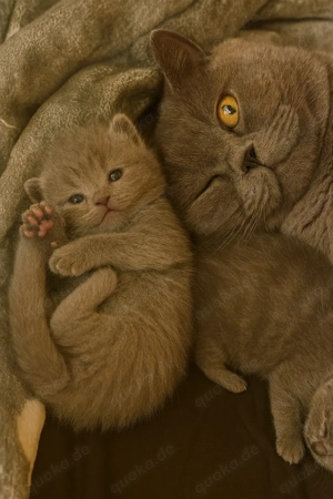 BKH Kitten British Kurzhaar Babys Blue 