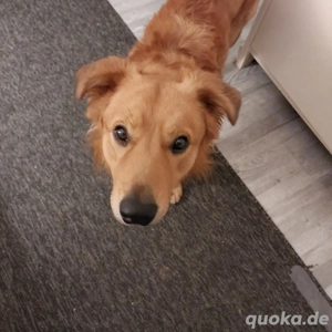 2. Hund gesucht