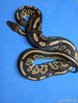 1.0 Black Pastel  Bild 2