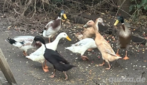 Laufenten 5 Enten 3 Erpel