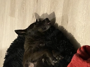 Ältere Hundedame abzugeben 