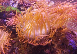 Anemone   Kupferanemone   Blasenanemone Entacmaea quadricolor