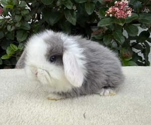 Süße kleine Mini Lop Babys   Zwergwidder abzugeben