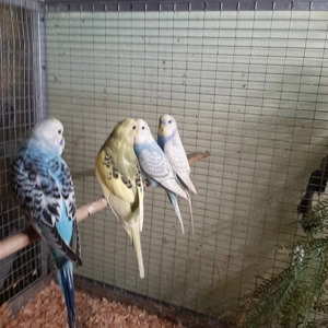 Biete junge Wellensittiche von 10 Wochen an