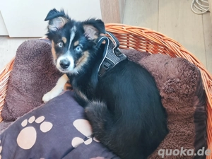 Mini Australien shephert 